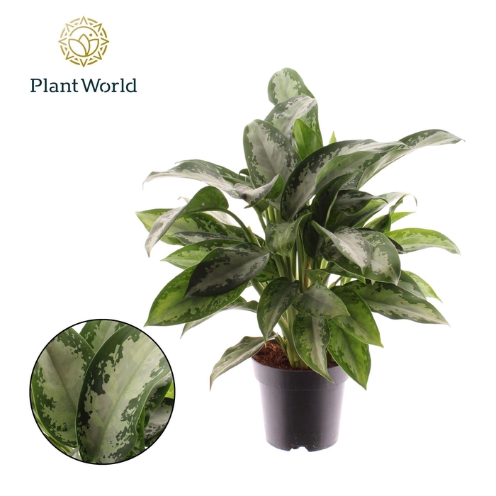 Aglaonema Jubilee