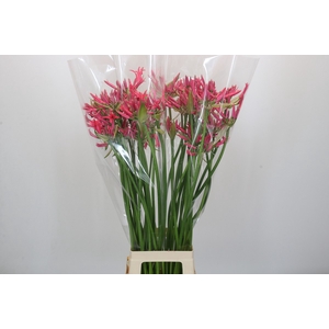 Nerine Lilac