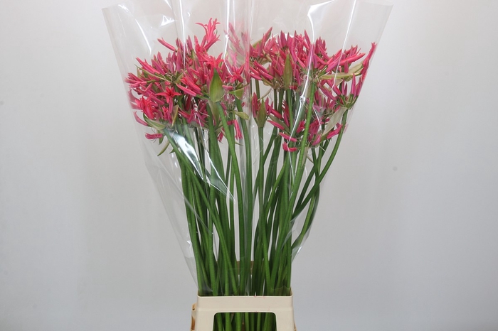 <h4>Nerine Lilac</h4>