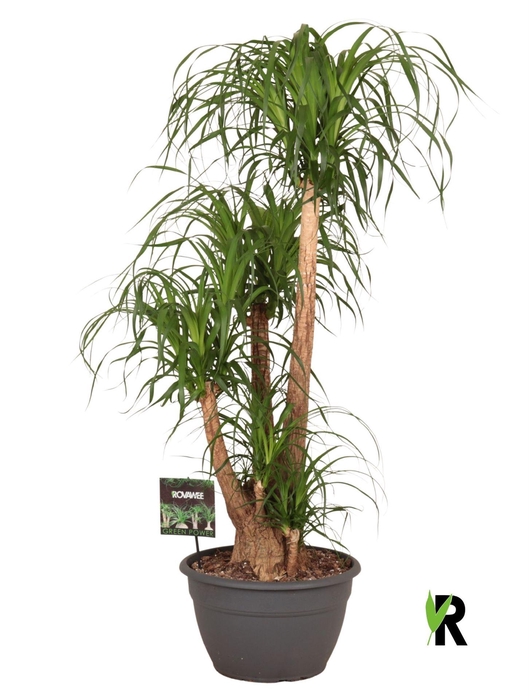 <h4>Beaucarnea recurvata</h4>