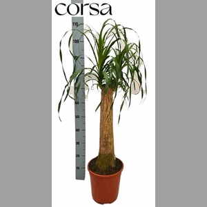BEAUCARNEA RECUR