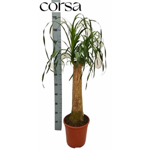 BEAUCARNEA RECUR