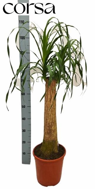 <h4>BEAUCARNEA RECUR</h4>