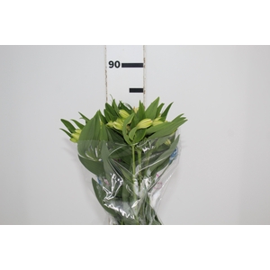 ALSTROEMERIA MELLOW YELLOW 080 CM