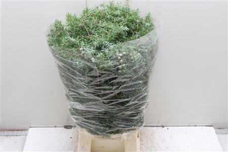 <h4>Jenever Bes</h4>