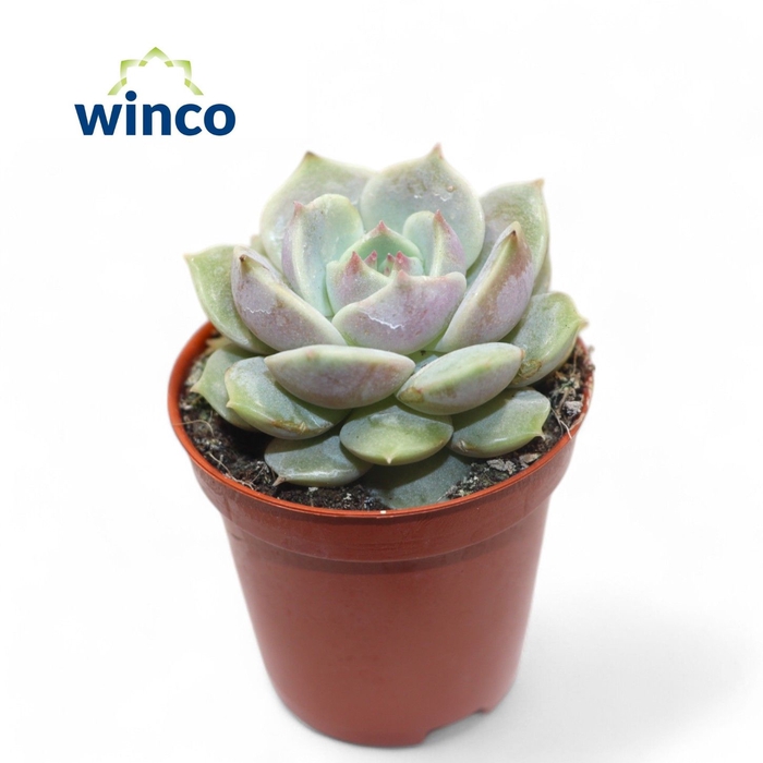 <h4>Echeveria Lola</h4>