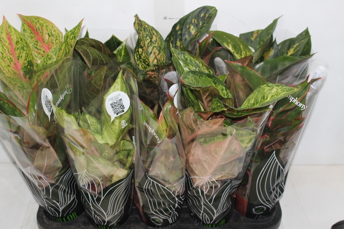 <h4>AGLAONEMA VARIADA P12 PREMIUM</h4>