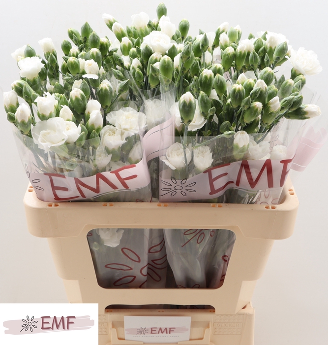 <h4>DI TR BLANQUITA</h4>