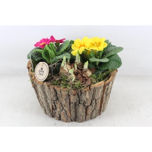 arr4 Primula PL - Schors rond L