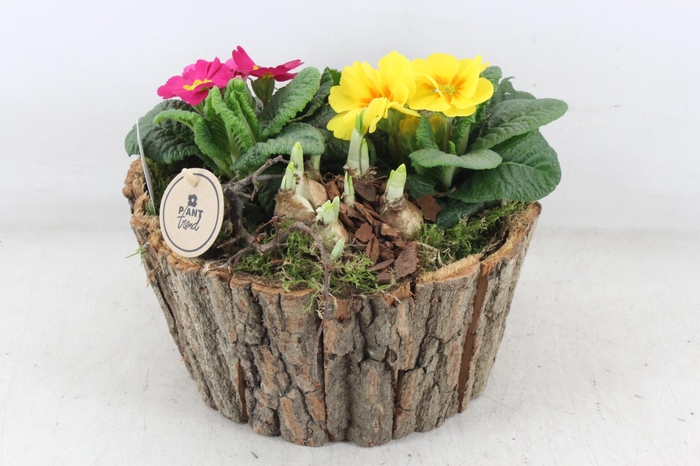 <h4>arr4 Primula PL - Schors rond L</h4>