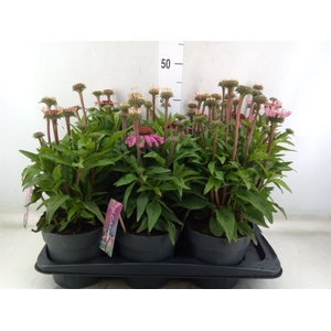Echinacea purp. 'Mooodz Courage'