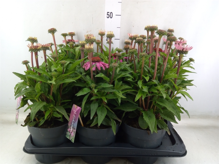 <h4>Echinacea purp. 'Mooodz Courage'</h4>