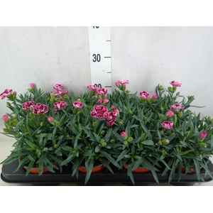 Dianthus car.
