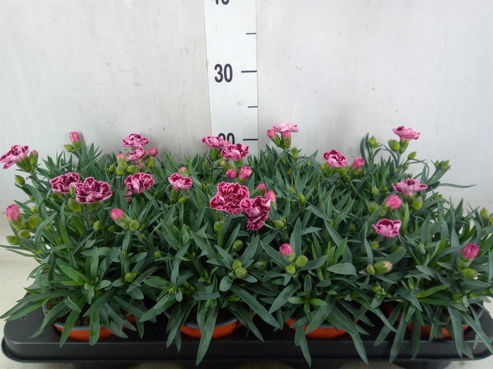 <h4>Dianthus car.</h4>