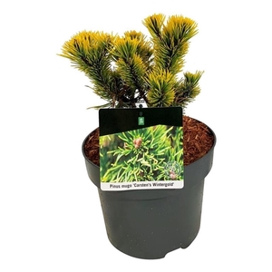 Pinus mugo 'Carsten's Wintergold'