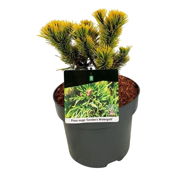 <h4>Pinus mugo 'Carsten's Wintergold'</h4>