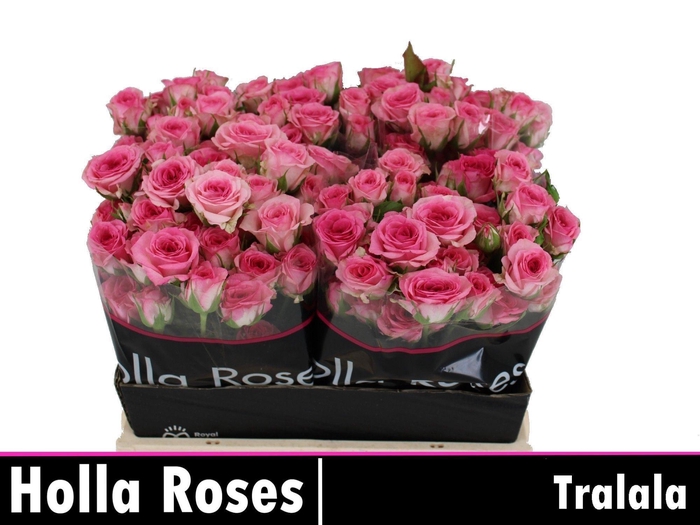 <h4>R TR TRALALA</h4>