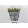 Panicum Fountain