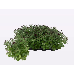 CHRY BL BEAU RED