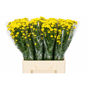 Chrysanthemum Santini Calimero Yellow