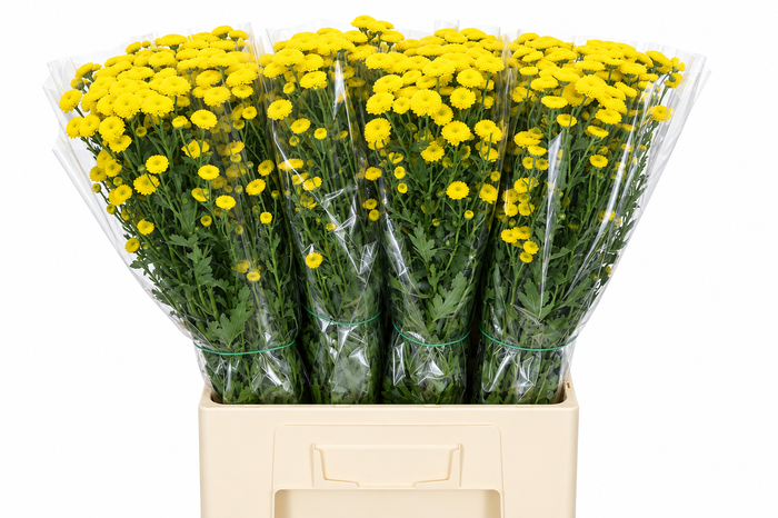 <h4>Chrysanthemum Santini Calimero Yellow</h4>
