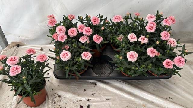 <h4>DIAN OSC PINK STAR</h4>