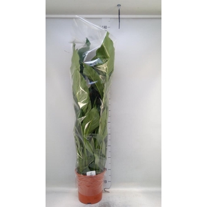 Spathiphyllum  'Sweet Sebastiano'