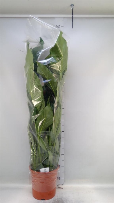 <h4>Spathiphyllum  'Sweet Sebastiano'</h4>