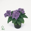 Heliotropium stam