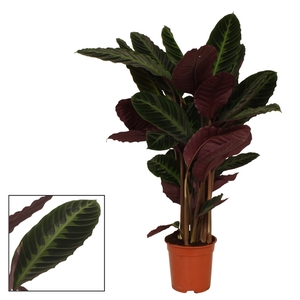 Calathea 21cm Warcewiczii