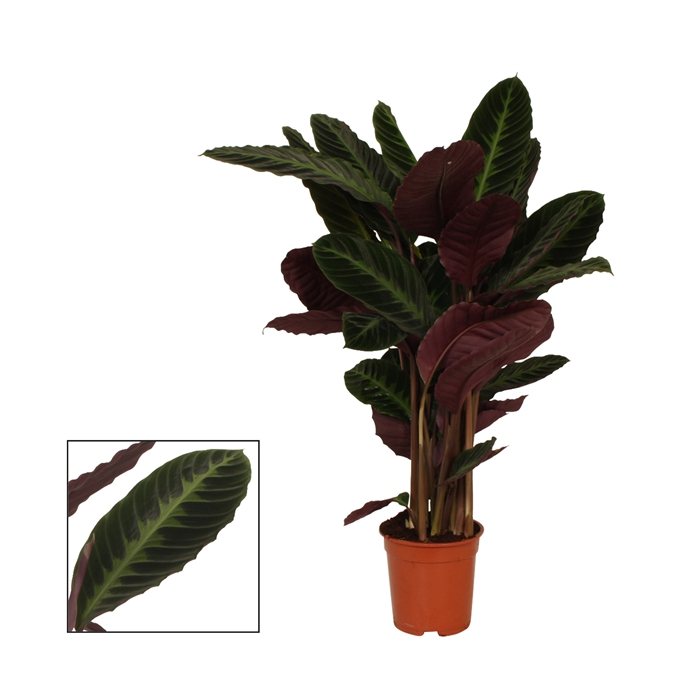 <h4>Calathea 21cm Warcewiczii</h4>