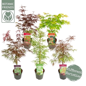 Acer palm. 'MIX' extra kwaliteit