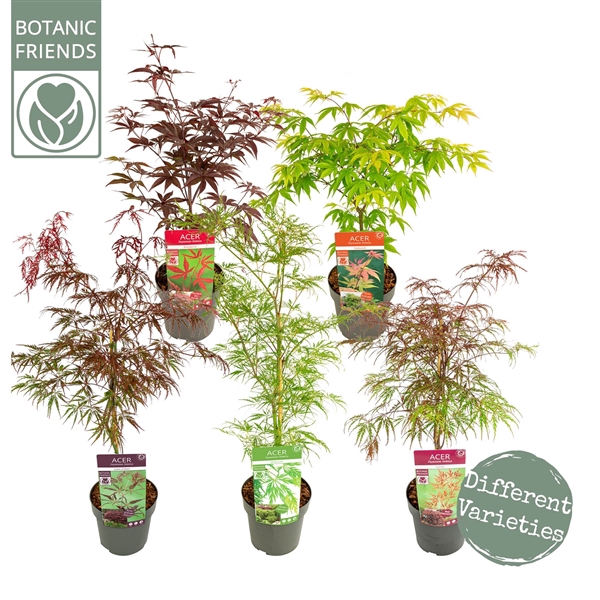 <h4>Acer palm. 'MIX' extra kwaliteit</h4>