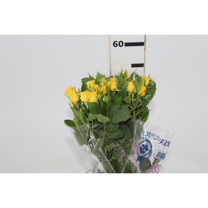 ROSA SPRAY YELLOW BABE 050 CM
