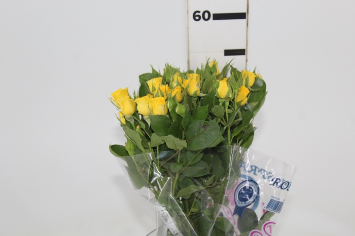 <h4>ROSA SPRAY YELLOW BABE 050 CM</h4>
