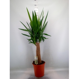 Yucca   ...
