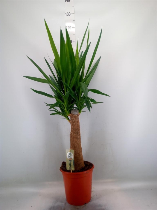 <h4>Yucca   ...</h4>