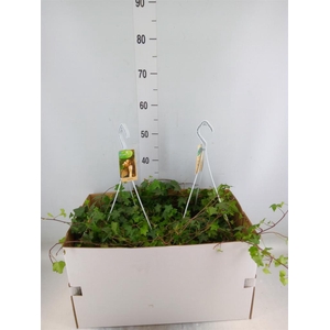 Hedera helix 'Pittsburgh'