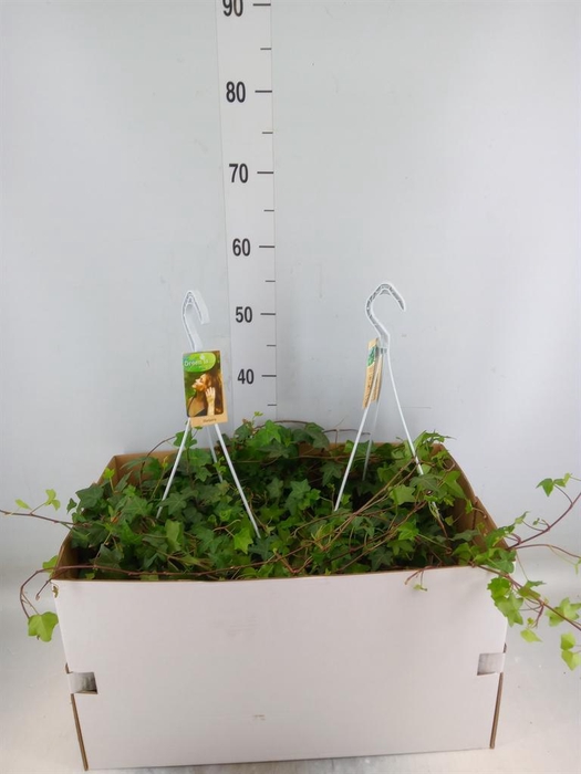 <h4>Hedera helix 'Pittsburgh'</h4>