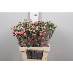 Di Tr Rascal Pink