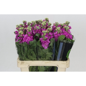 MATTH IRON DEEP PINK