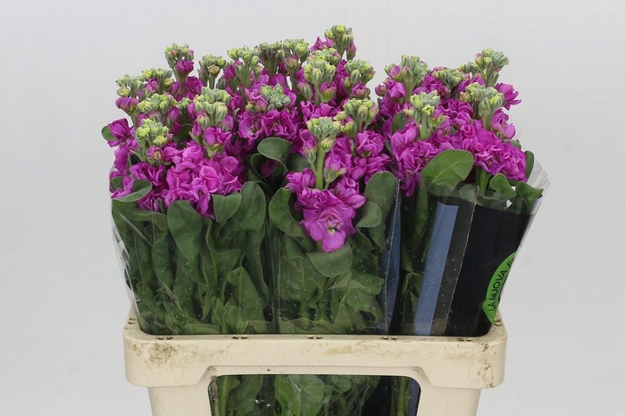 <h4>MATTH IRON DEEP PINK</h4>