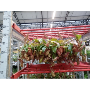 Nepenthes    ...