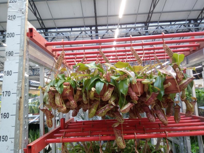 <h4>Nepenthes    ...</h4>