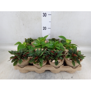 Arr.   Kamerplant Groen L%