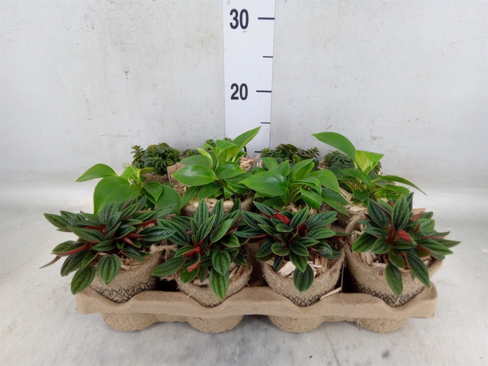 <h4>Arr.   Kamerplant Groen L%</h4>