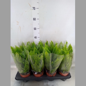 Nephrolepis exal. 'Green Lady'