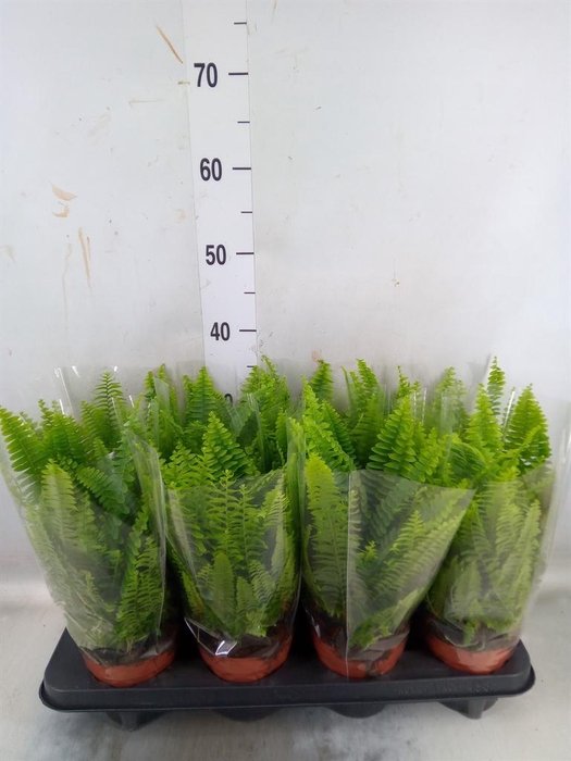 <h4>Nephrolepis exal. 'Green Lady'</h4>