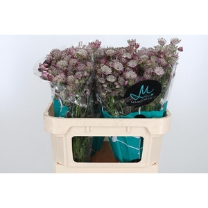 Astrantia Star Of Africa