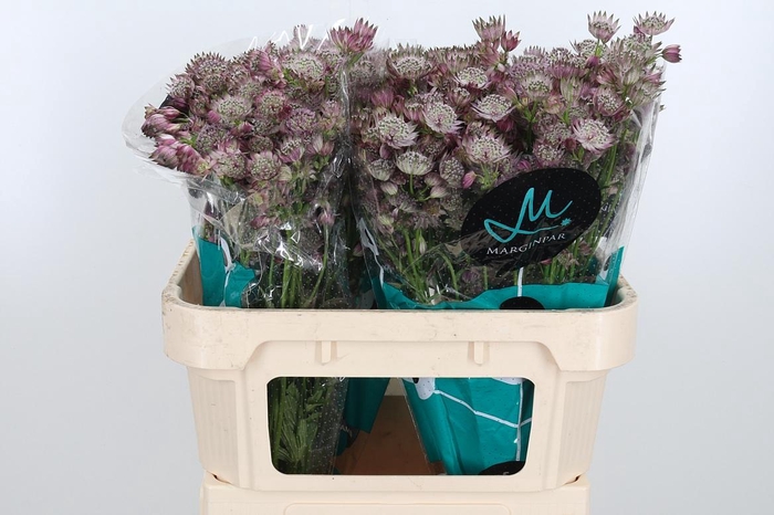 <h4>Astrantia Star Of Africa</h4>